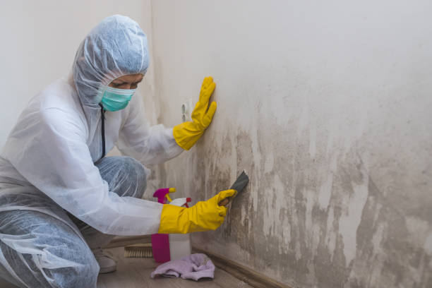 Best Office Mold Removal Services  in Minden, LA