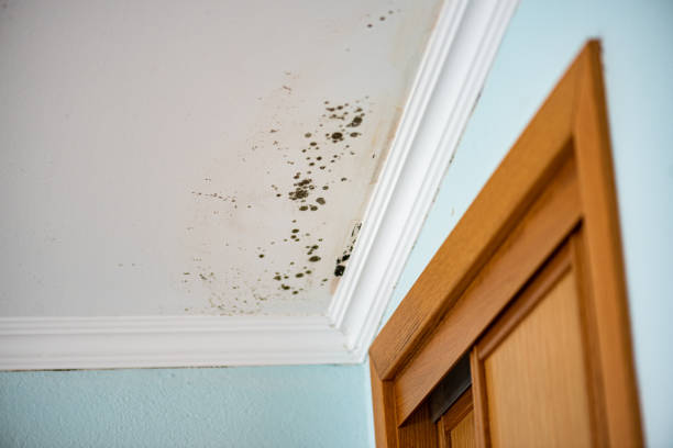 Reliable Minden, LA Mold Removal Solutions