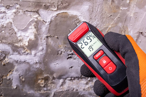 Best Affordable Mold Removal  in Minden, LA