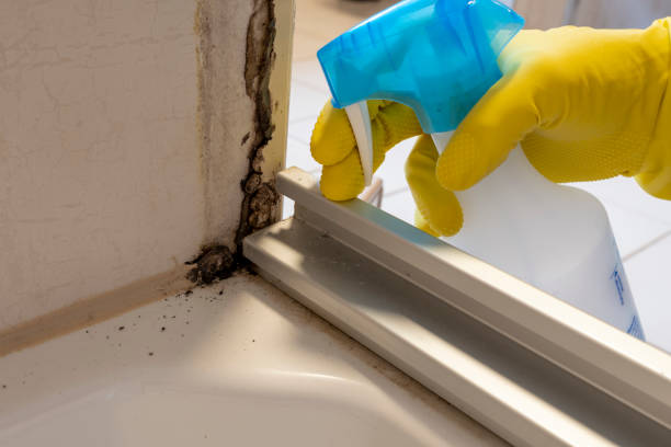 Best Toxic Mold Removal  in Minden, LA