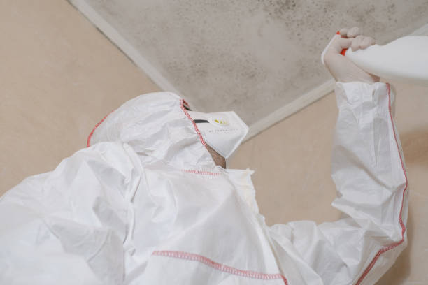 Best Mold Removal Company Near Me  in Minden, LA