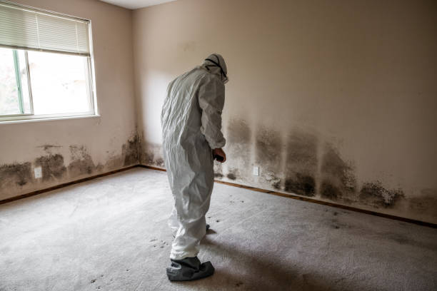 Best Mold Remediation Experts  in Minden, LA