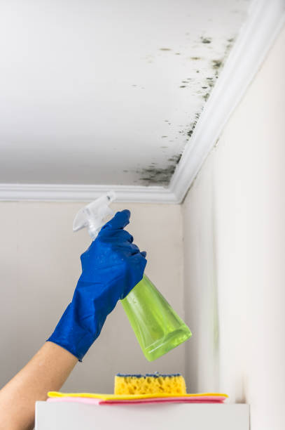 Best Emergency Mold Removal  in Minden, LA